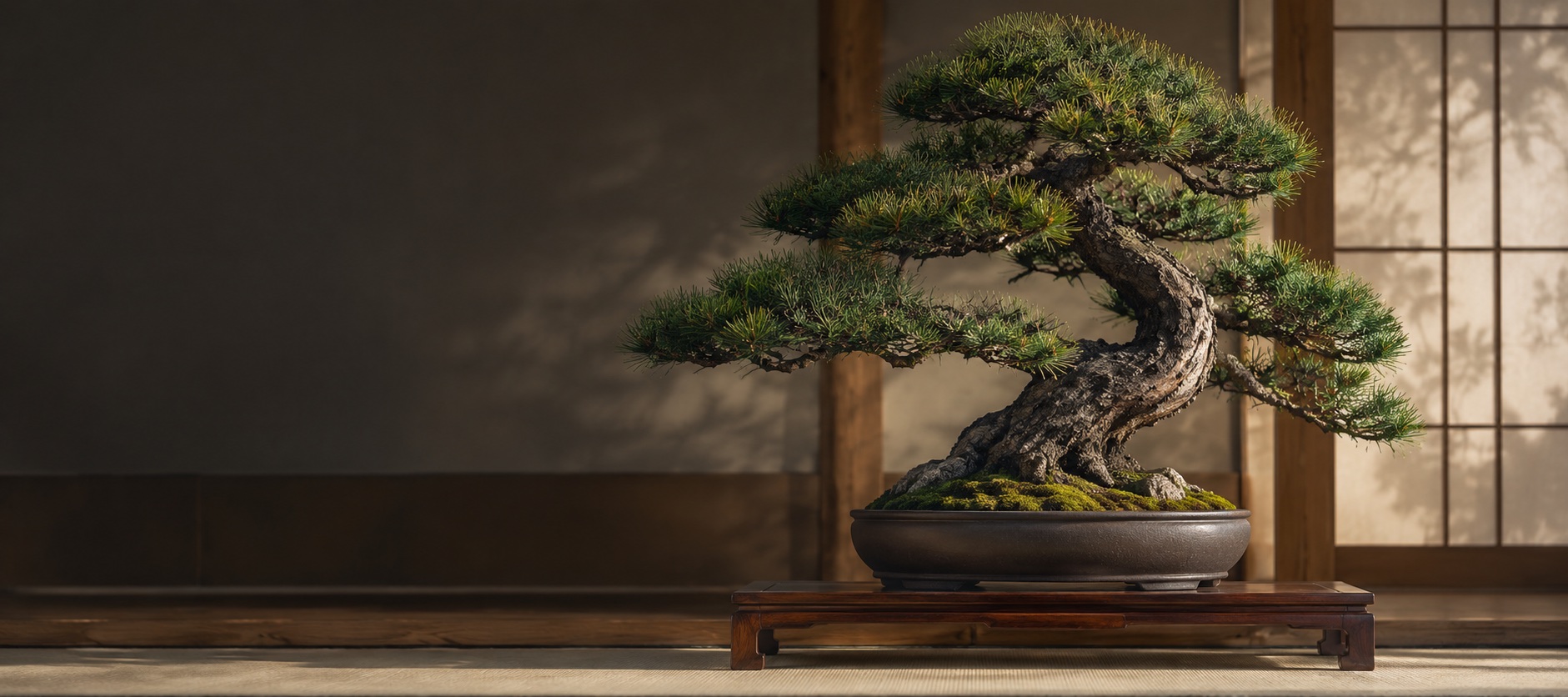 Bonsai di pino esposto su un tavolo di legno