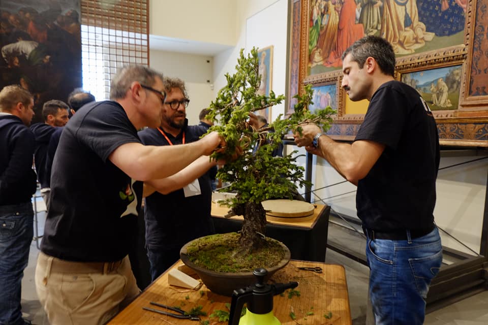 Soci del club durante la lavorazione di un bonsai