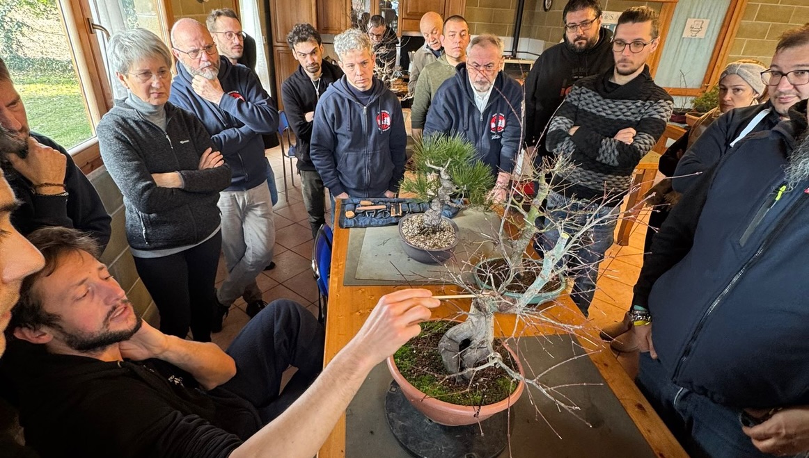 Un anno di bonsai, lavoro e condivisione · immagine 8