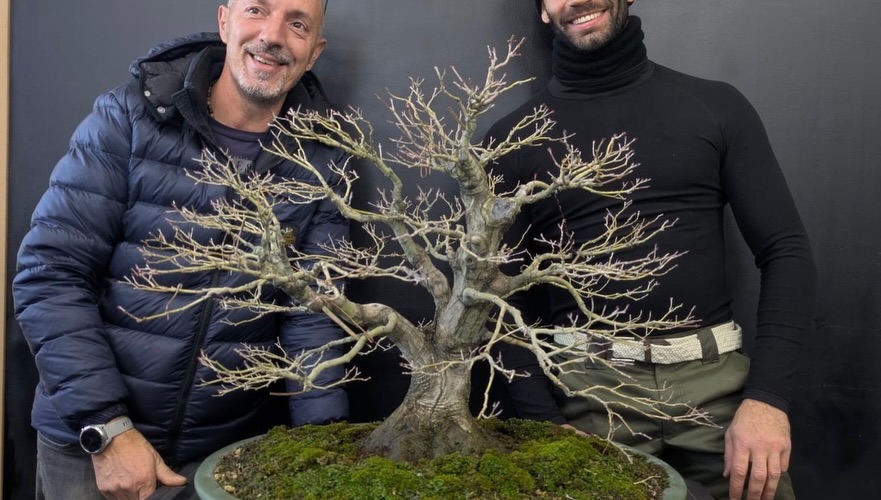 Un anno di bonsai, lavoro e condivisione · immagine 9