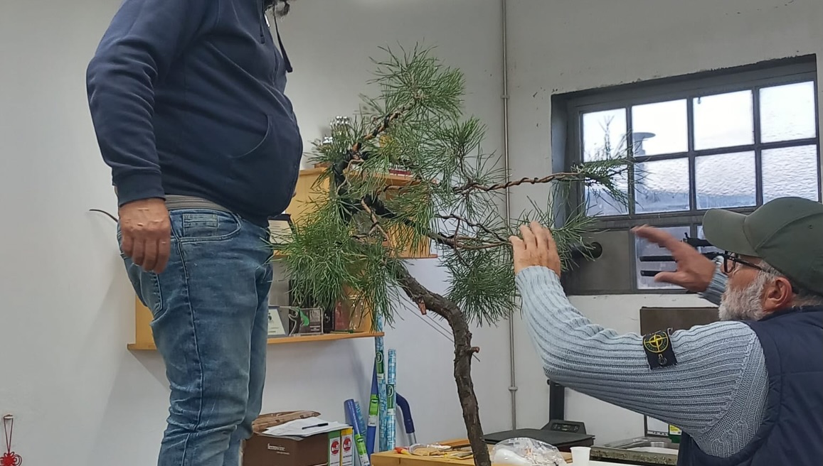Un anno di bonsai, lavoro e condivisione · immagine 11