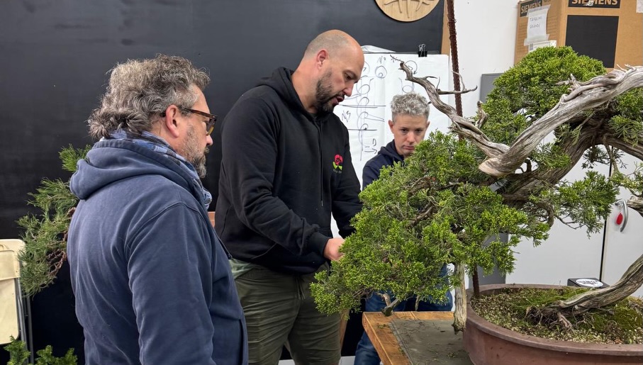 Un anno di bonsai, lavoro e condivisione · immagine 12