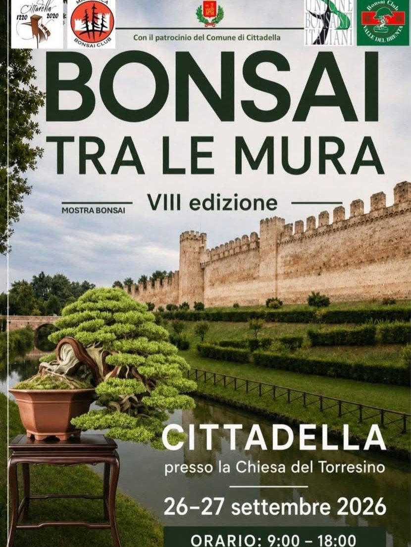 Bonsai tra le Mura 2026: le immagini di Cittadella · immagine 1