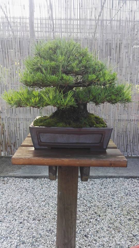 Pino nero bonsai nella collezione dell’Italian Bonsai Museum
