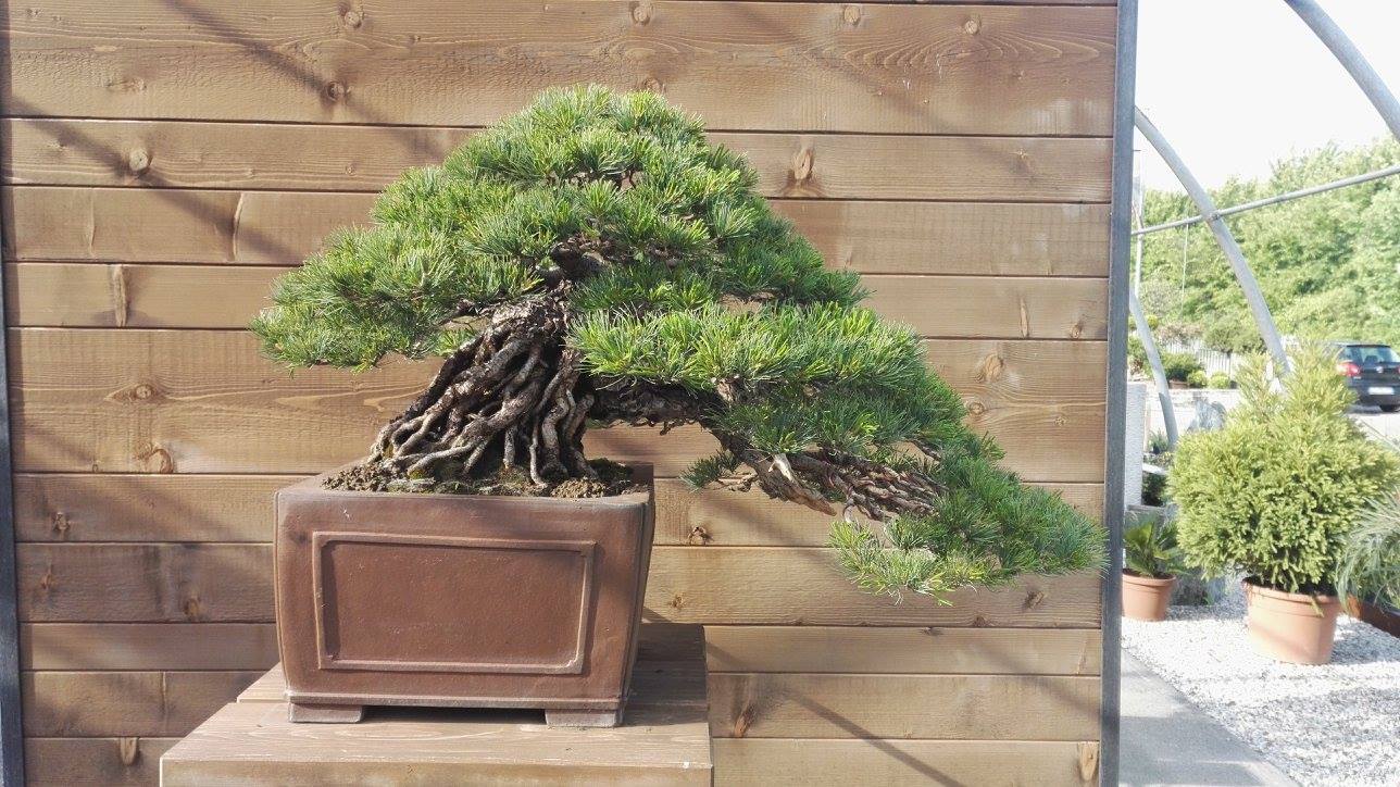 Pino pentaphylla