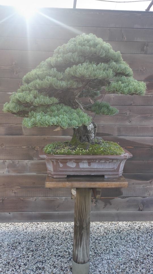 Pino pentaphylla · esemplare 2