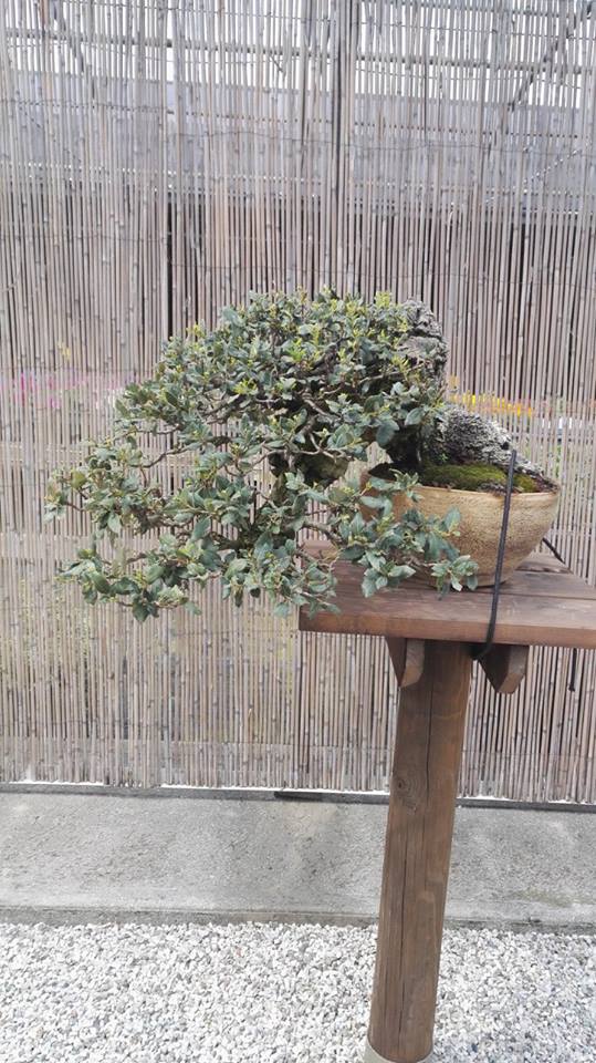 Quercia